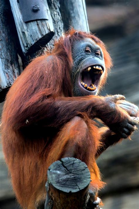 Orangutan nagic trick